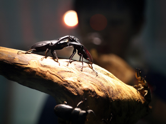 10일 서울 강남구 개포디지털혁신파크에서 열린 '2018 애완곤충 경진대회'에서 행사장을 찾은 어린이들이 다양한 곤충들을 살펴보고 있다.